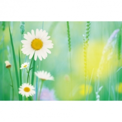 [디자인다소]봄배경현수막-184
